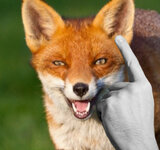 foxrick.jpg