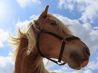 IMG_4357.jpeg