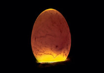 Egg-Candling.jpg