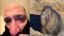 elephantsealman.jpg