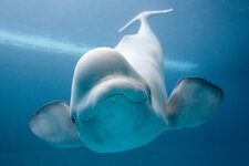 Beluga_Whale.jpg